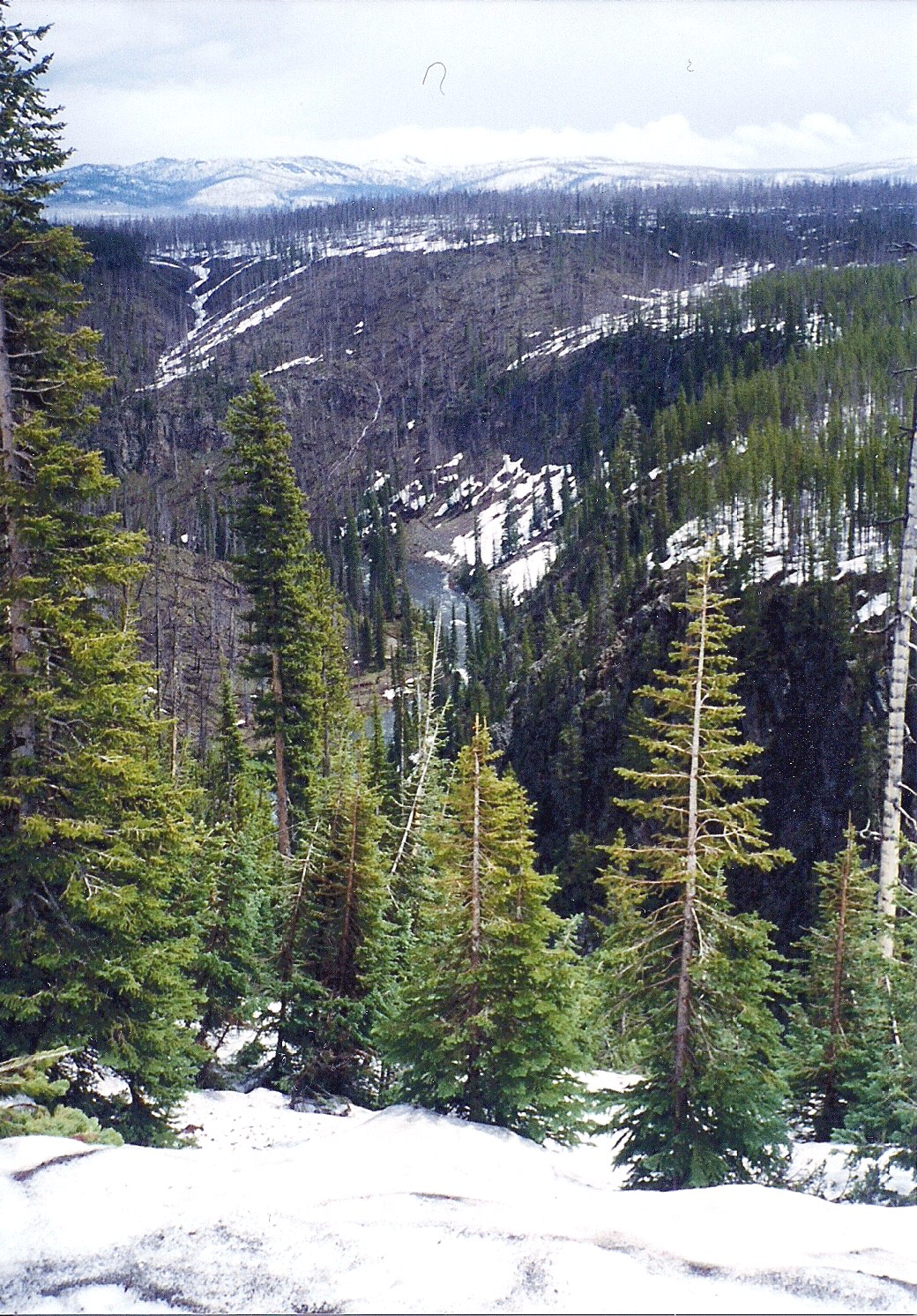 WINTER PINE TREES